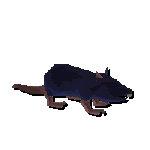 your friendly neighborhood rat